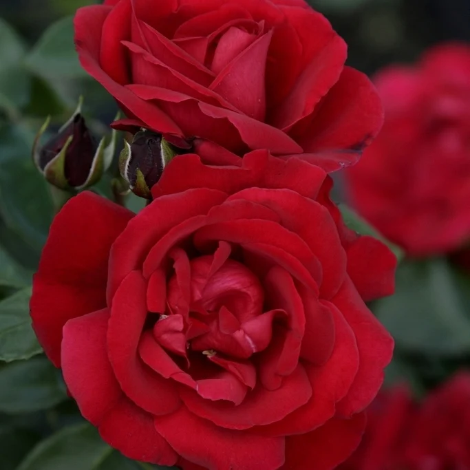 Strauchrose Shalom ®