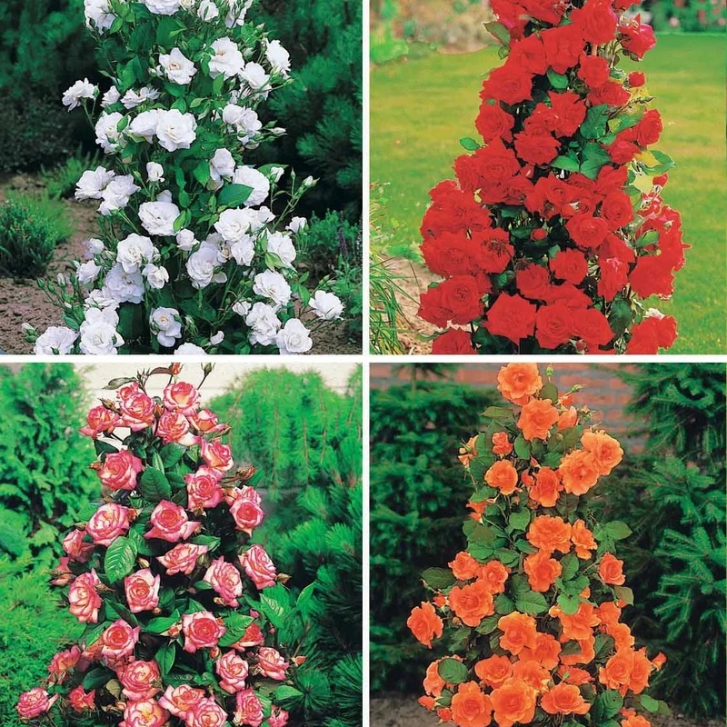 Strauchrosen-Kollektion 'Shalom', 'Korbin', 'Westerland', 'Handel' (x4)