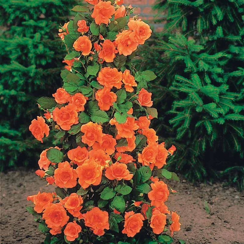 Strauchrosen-Kollektion 'Shalom', 'Korbin', 'Westerland', 'Handel' (x4)
