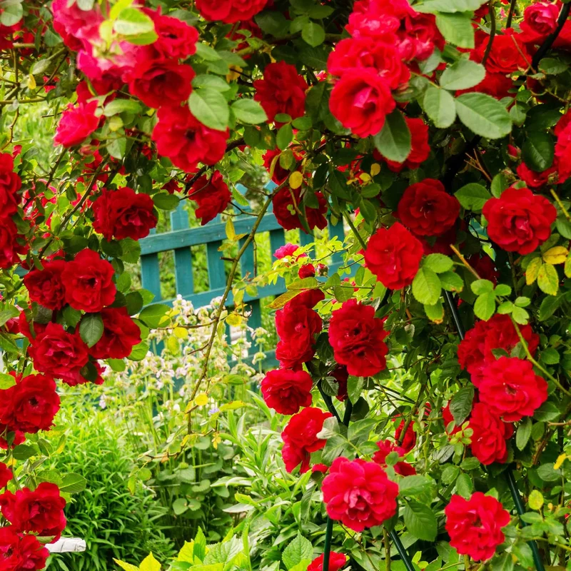 Kletterrose Musimara