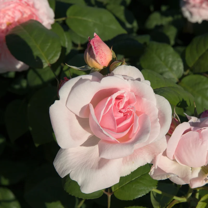 Buschrose rosa
