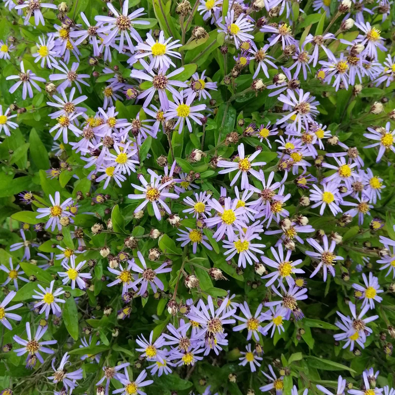 Schönaster Nana Blue