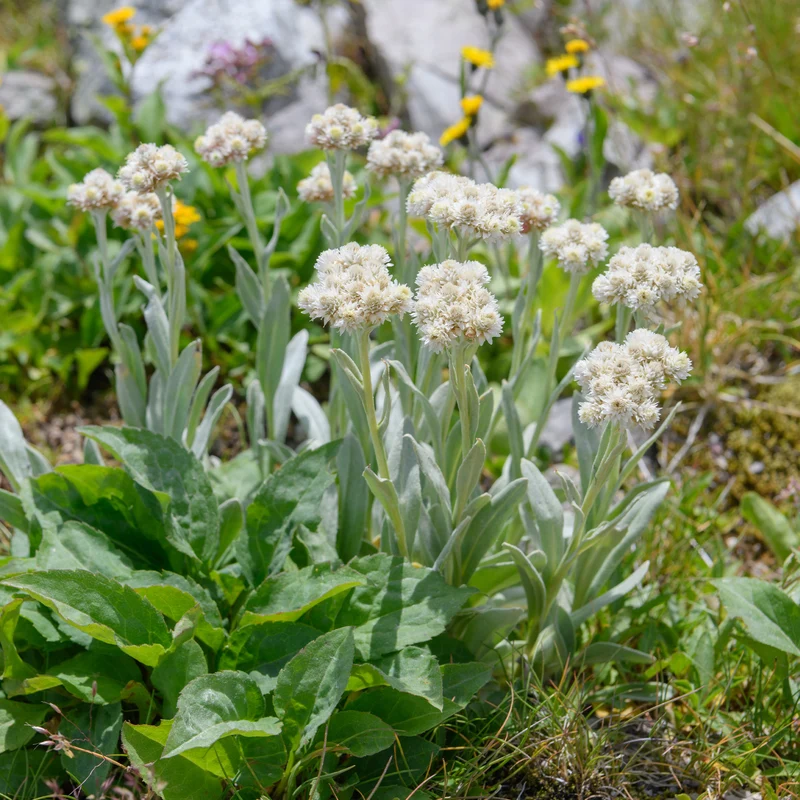 Alpen-Perlkörbchen