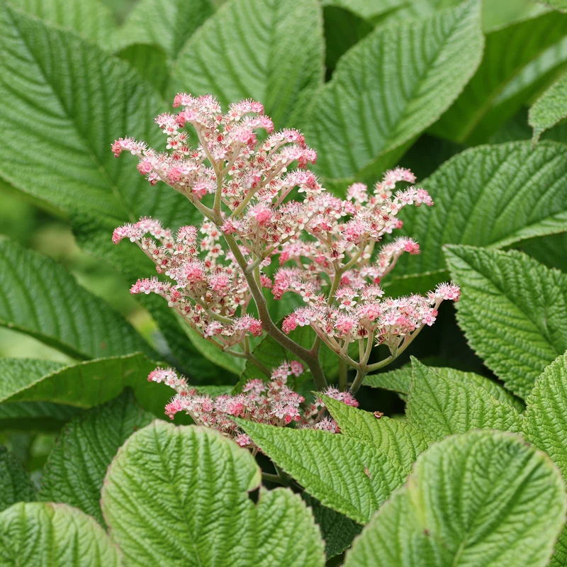 Henry-Schaublatt