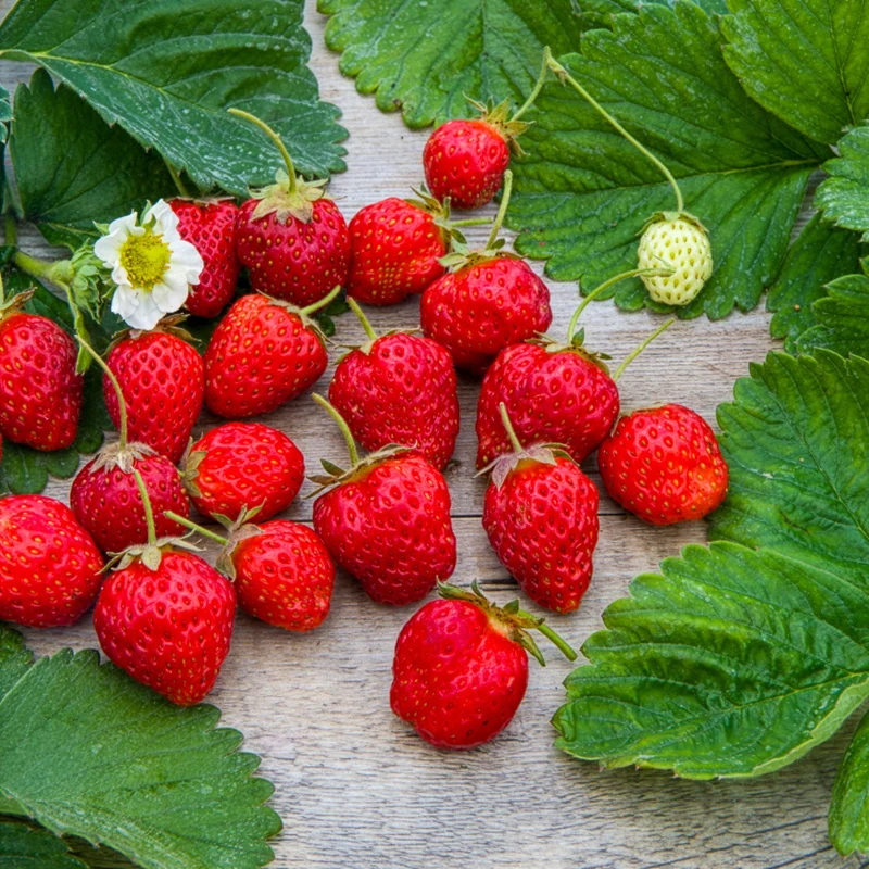 Gartenerdbeere Gento Nova