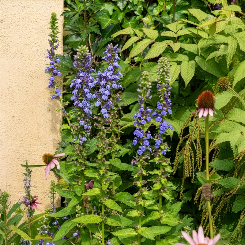 Blaue Kardinals-Lobelie