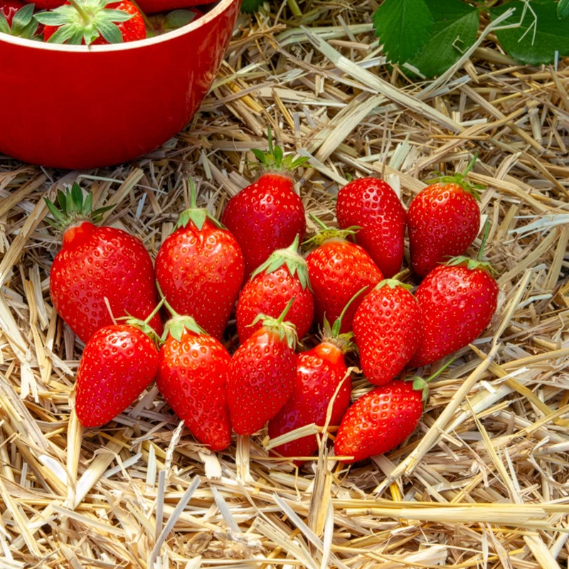 Gartenerdbeere Ciflorette