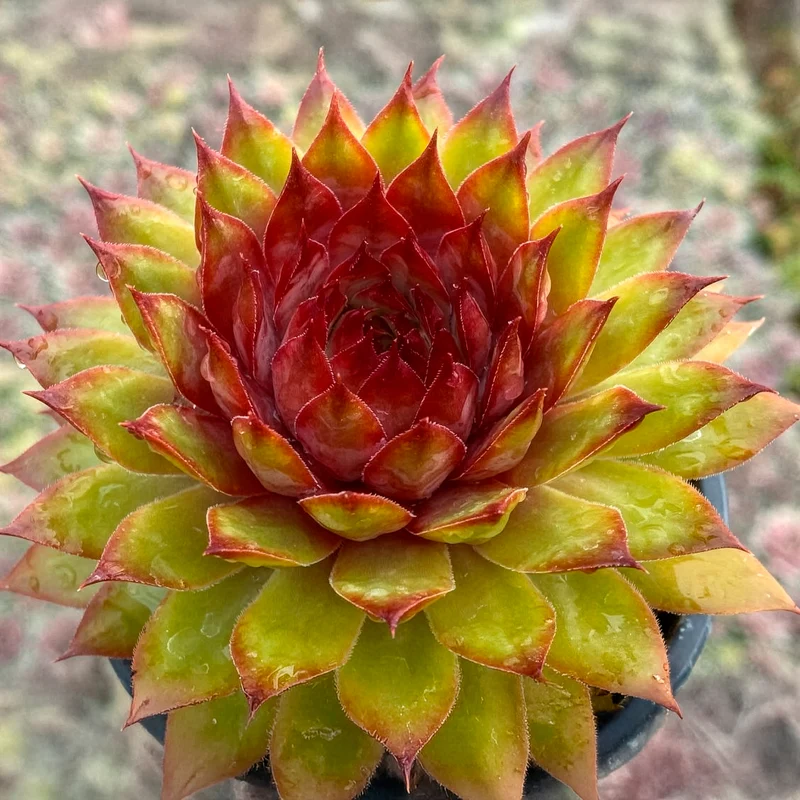 Sempervivum Chick Charms ® Pineapple Paradise