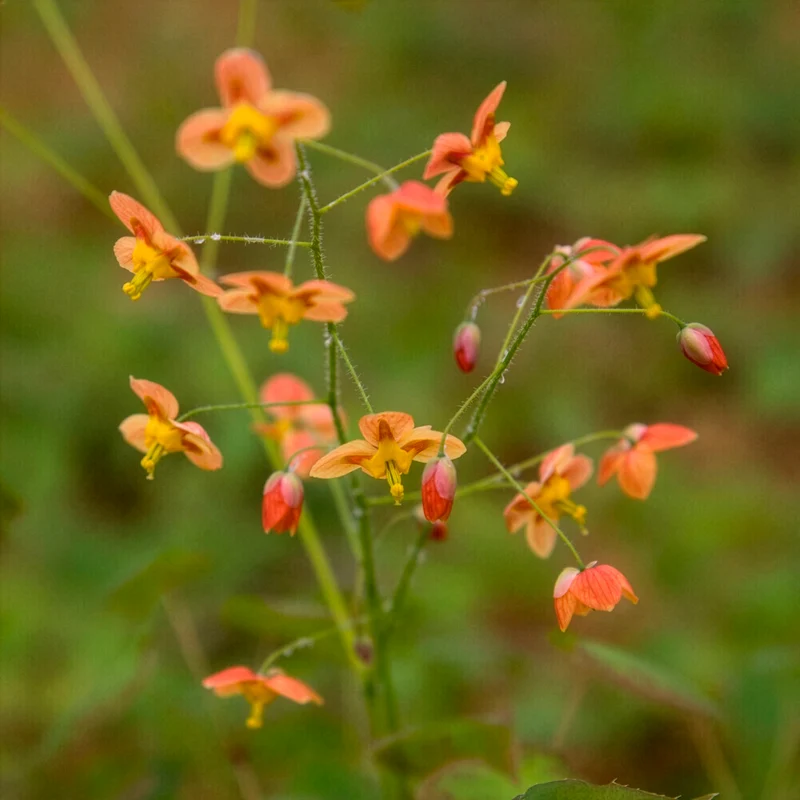 Elfenblume Orangekönigin