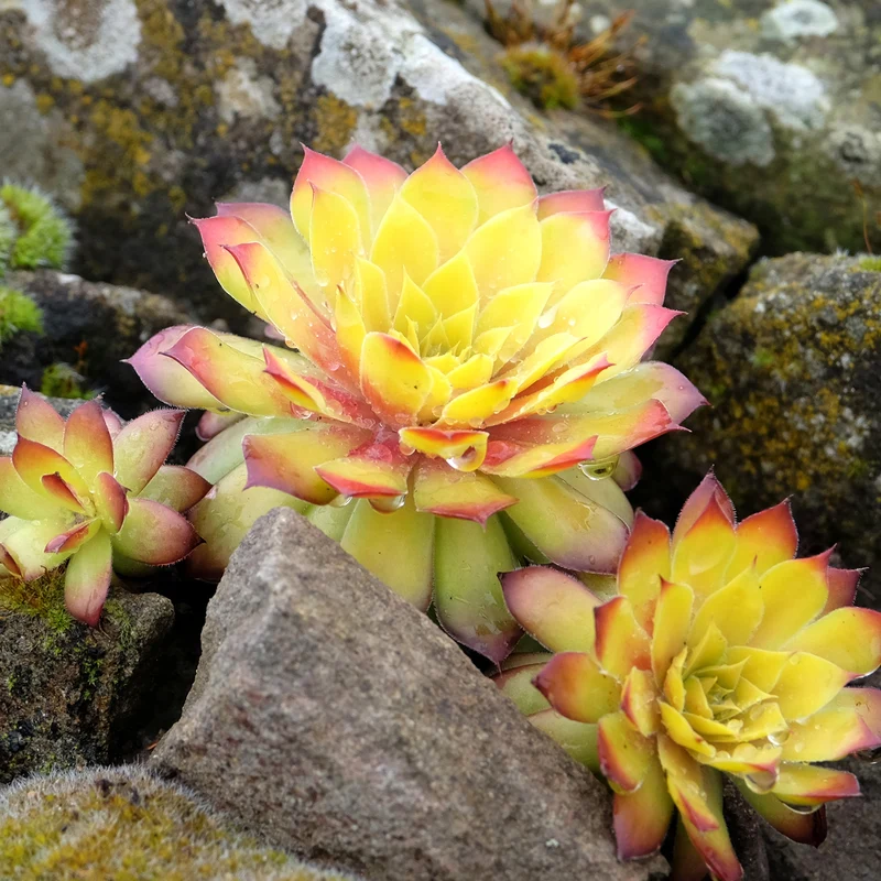 Sempervivum Chick Charms ® Gold Nugget