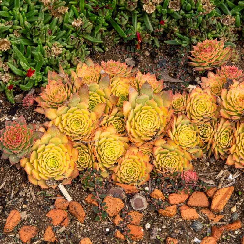 Sempervivum Chick Charms ® Gold Nugget
