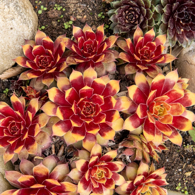 Sempervivum Chick Charms ® Gold Nugget