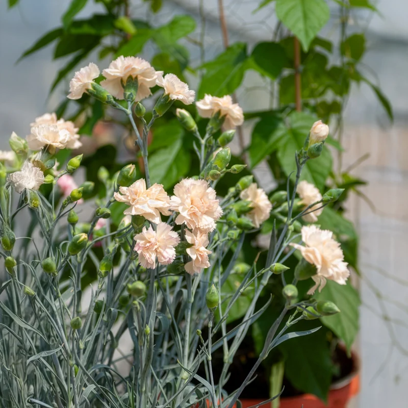 Feder-Nelke Devon Cream