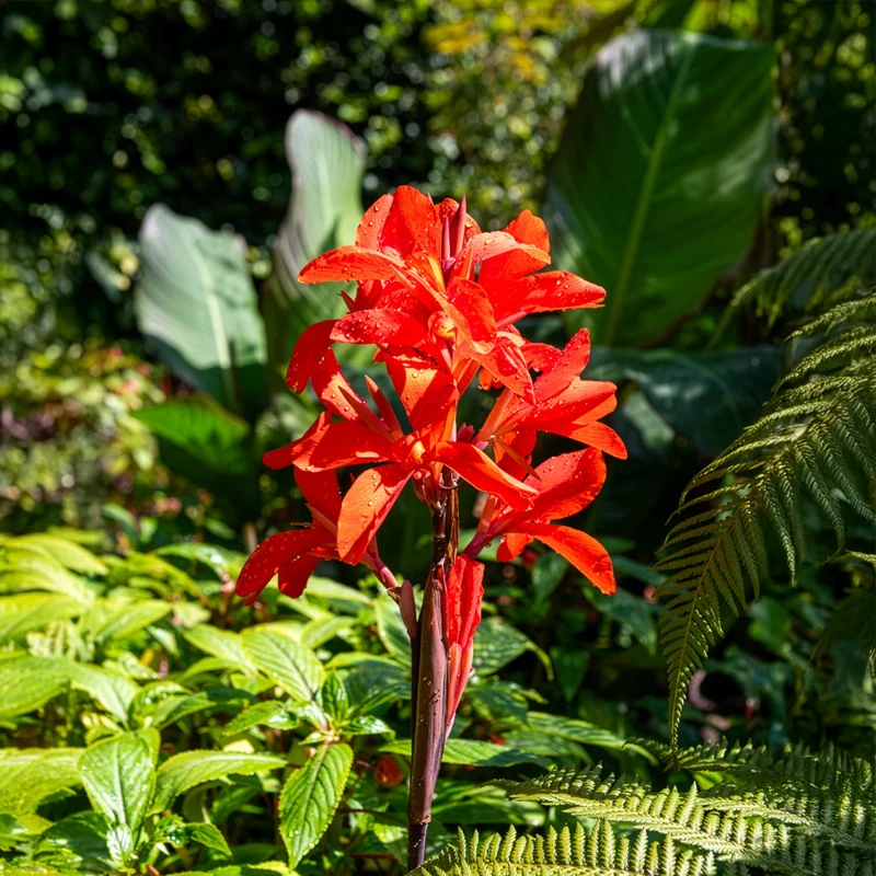 Indisches Blumenrohr Tropicana
