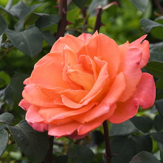 Kletterrose Metanoia