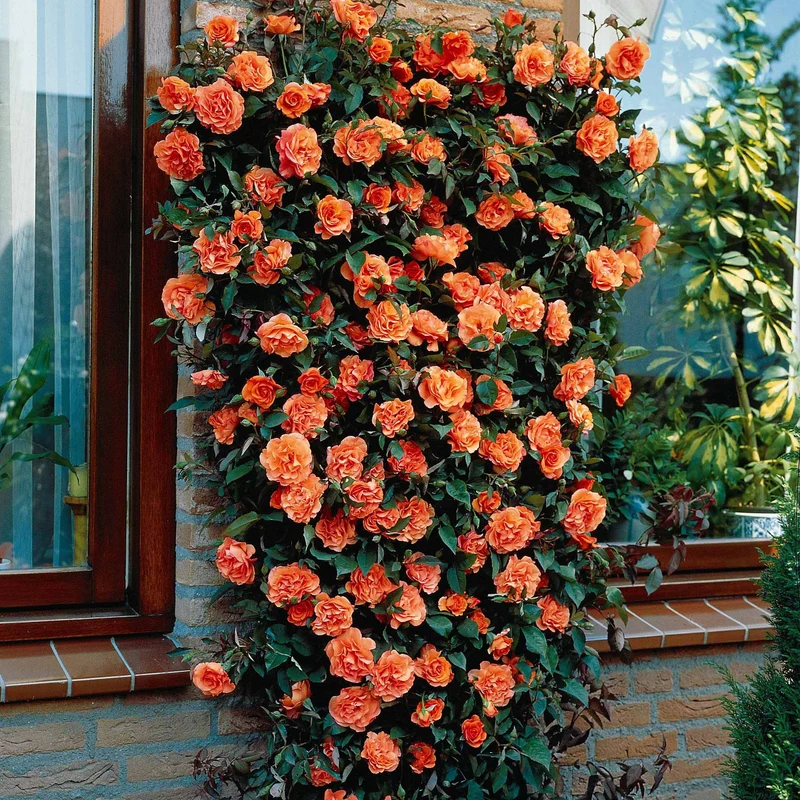 Kletterrose Metanoia