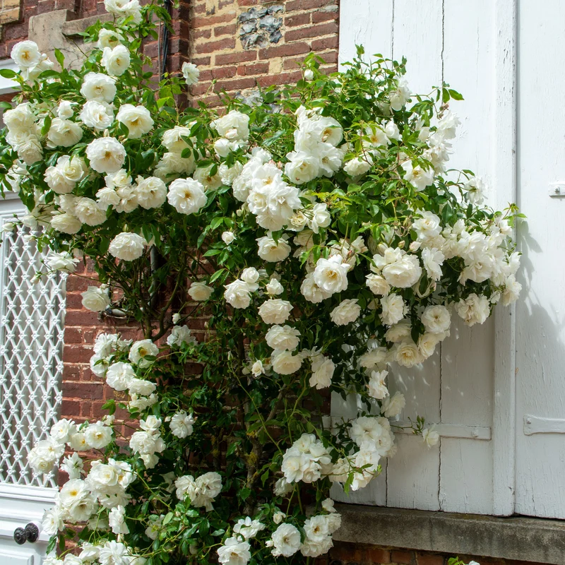 Kletterrose weiß