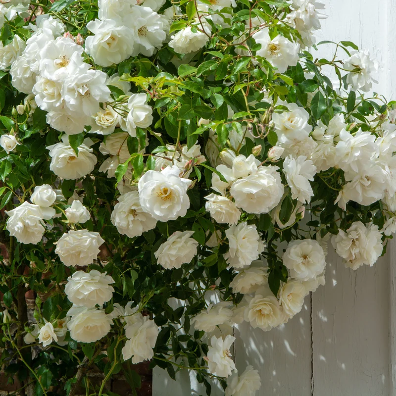 Kletterrose weiß