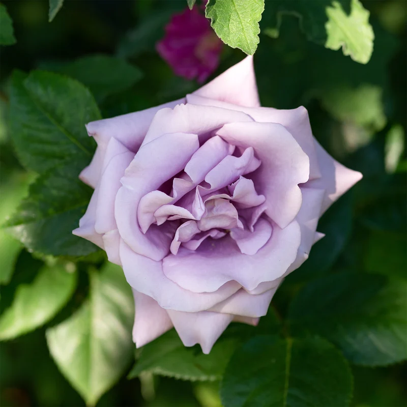 Kletterrose Indigoletta