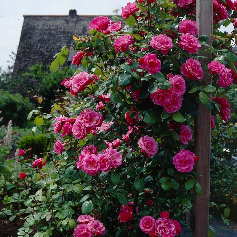 Kletterrose rosa