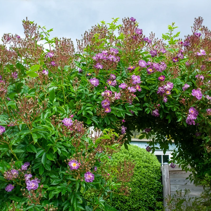 Hochstammrose ‘Veilchenblau’