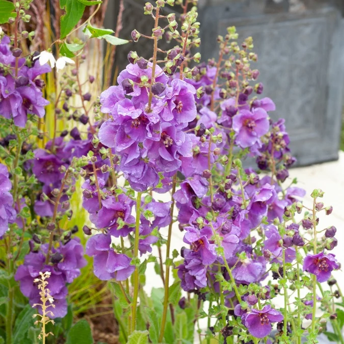 Königskerze Sugar Plum