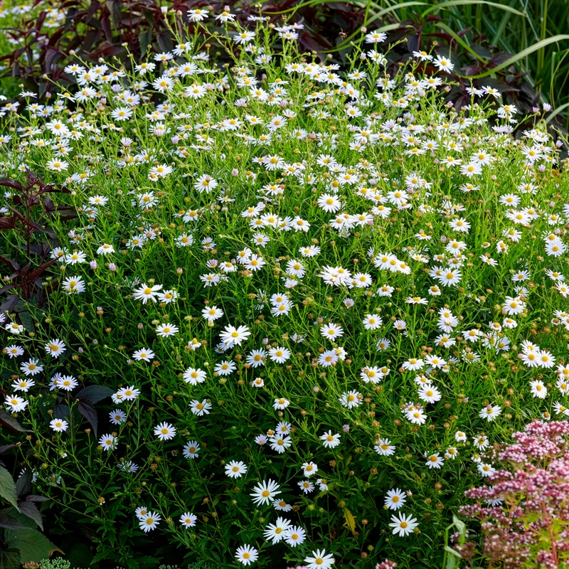 Schönaster Blue Star