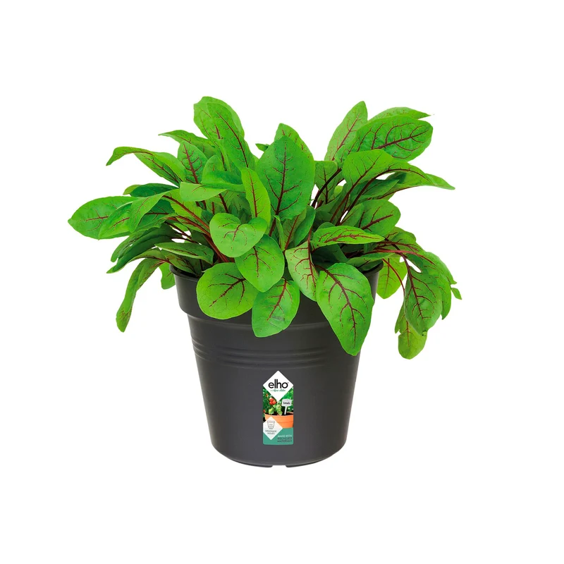 Anzuchttopf Green Basics Living Schwarz ELHO