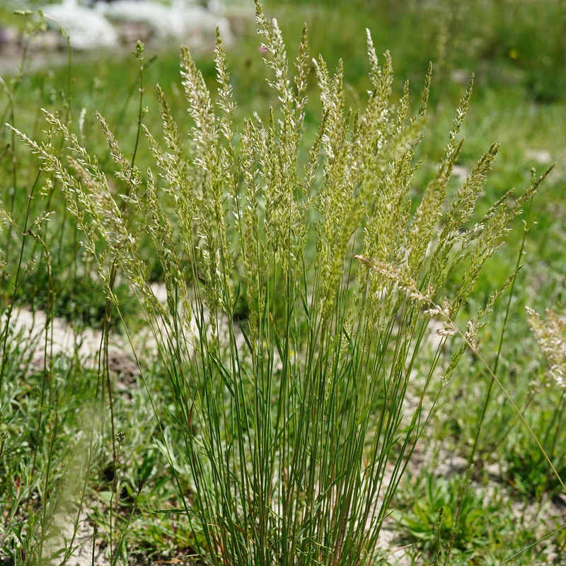 Blaues Schillergras