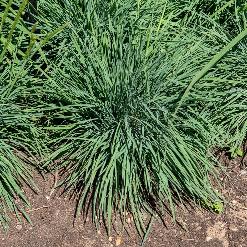Blaues Schillergras