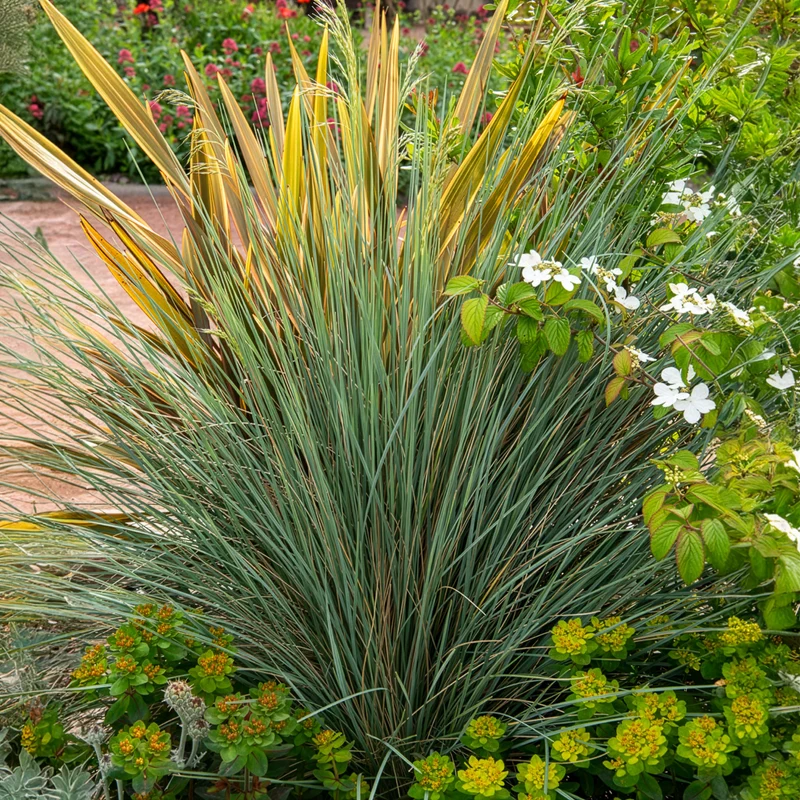 Blaues Schillergras