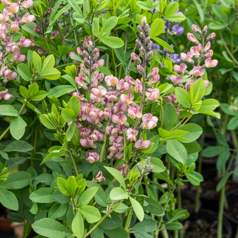Indigo-Lupine Decadence Pink Truffles
