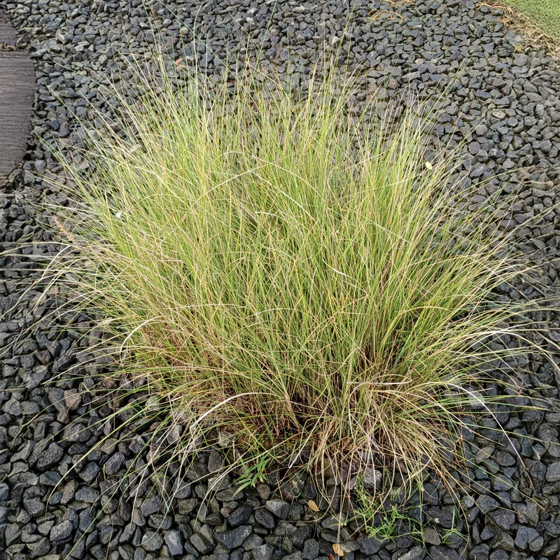 Schwachgekrümmtes Liebesgras
