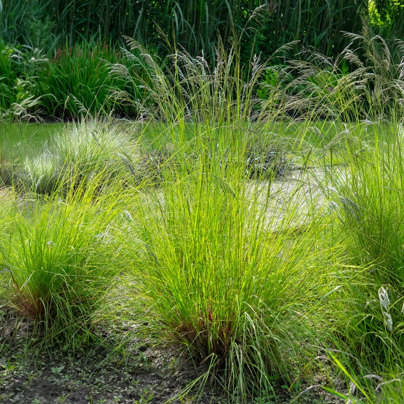 Schwachgekrümmtes Liebesgras