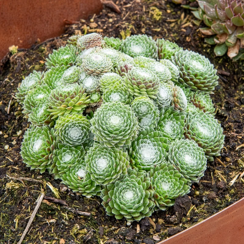 Sempervivum Chick Charms ® Cotton Candy