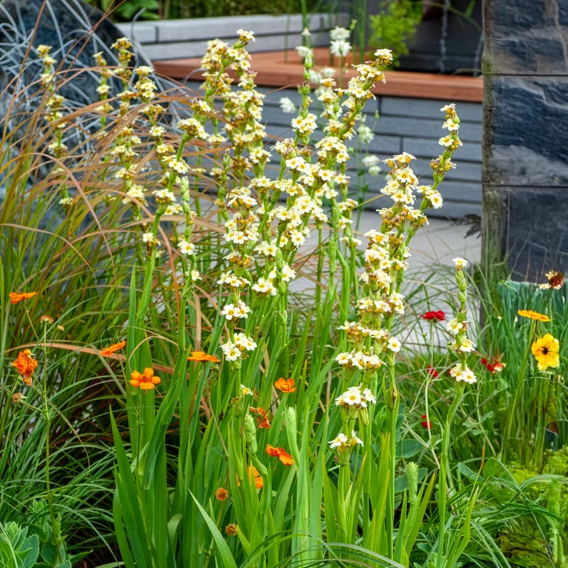 Gestreiftes Grasschwertel