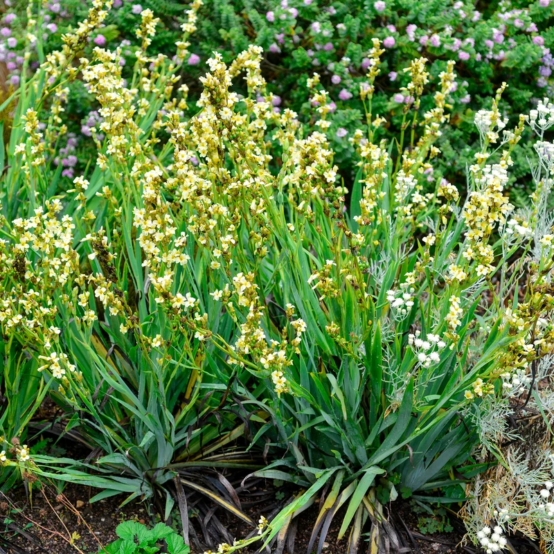 Gestreiftes Grasschwertel