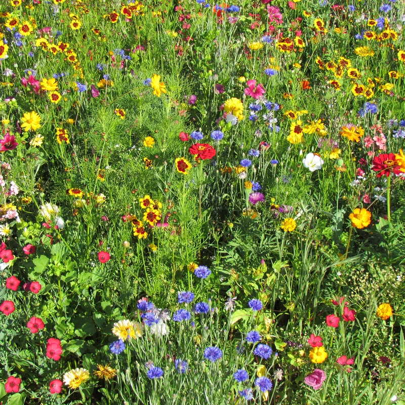 Sommerblumen-Mix multicolour