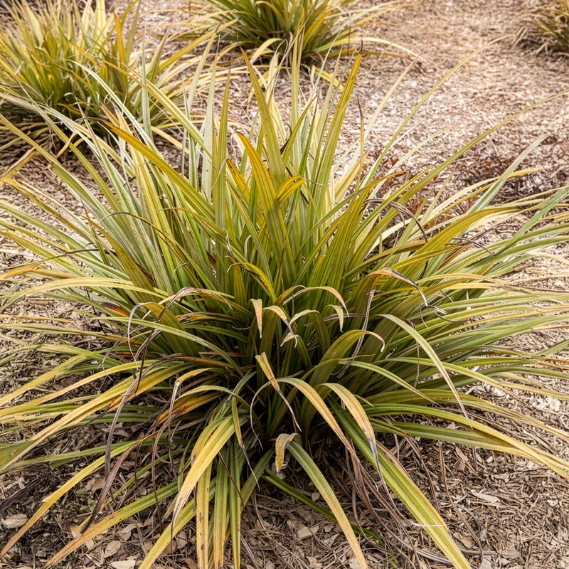 Astelia nervosa Westland