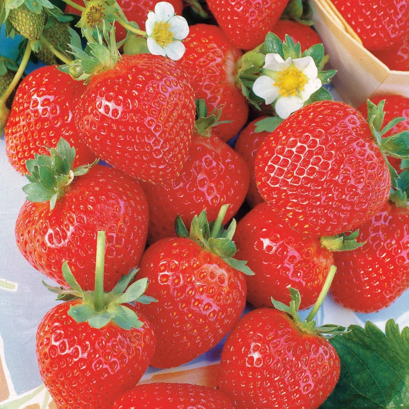 Erdbeere ‘La Savoureuse de Willemse®’ (x20)