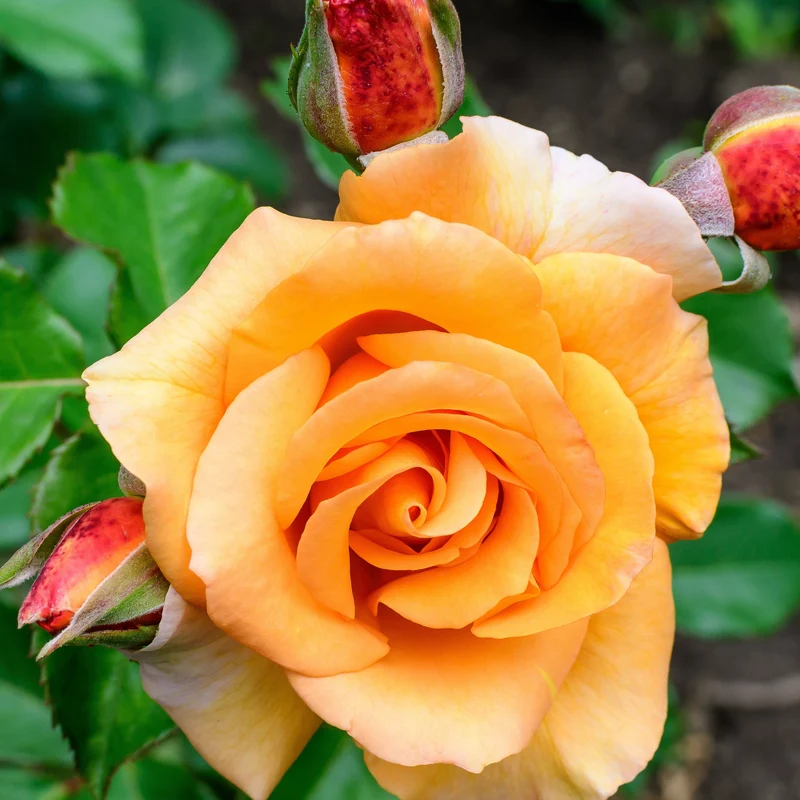 Kletterrose Orange