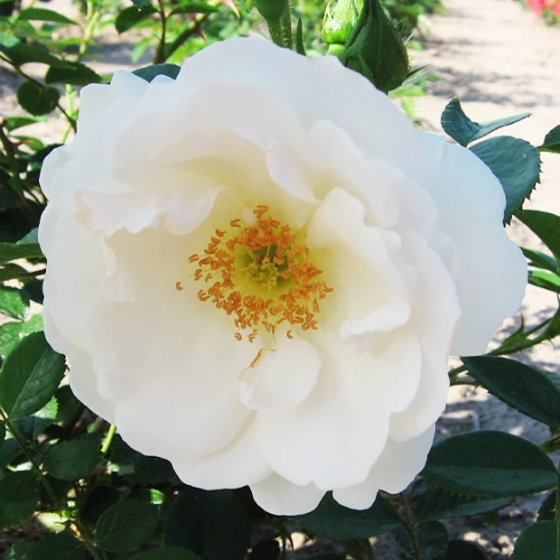 Kletterrose Hella