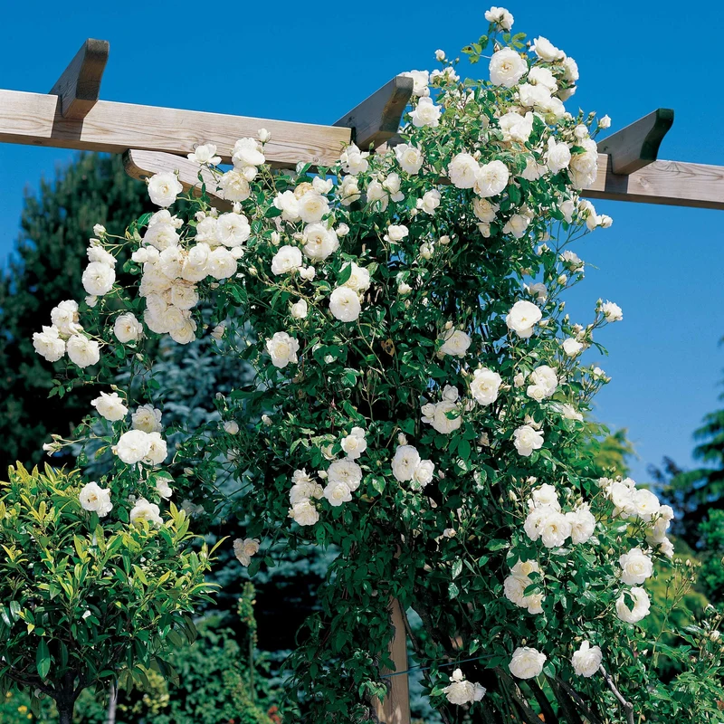 Kletterrose Hella