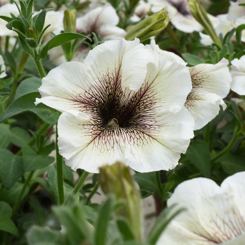 Garten-Petunie