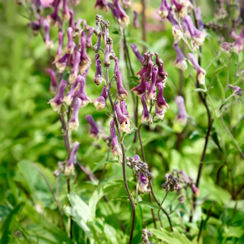 Eisenhut Purple Sparrow