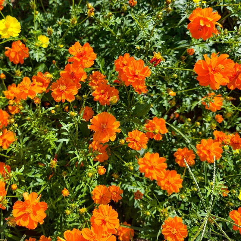 Schwefel-Cosmea Brightlights