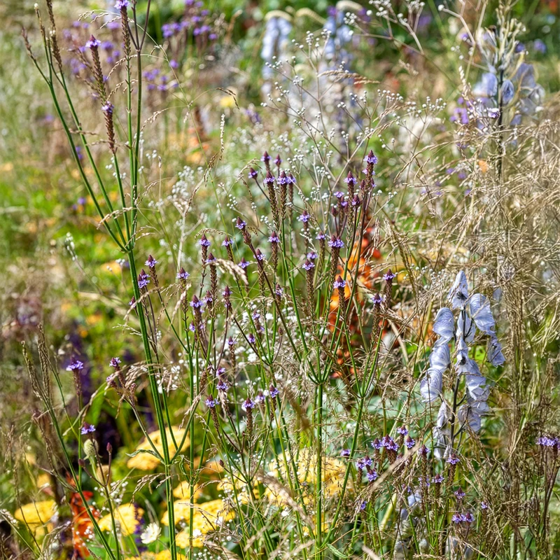 Eisenkraut Lavender Spires