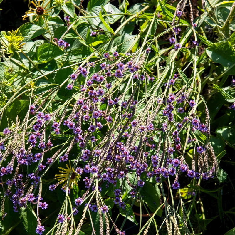 Eisenkraut Lavender Spires