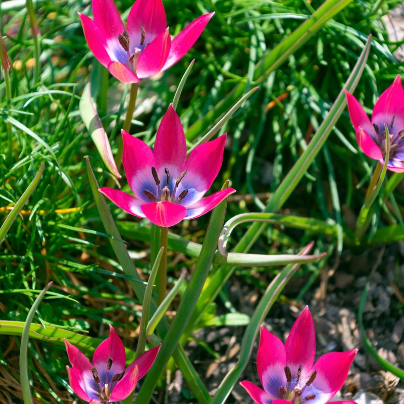 10 Botanische Tulpen Little Beauty