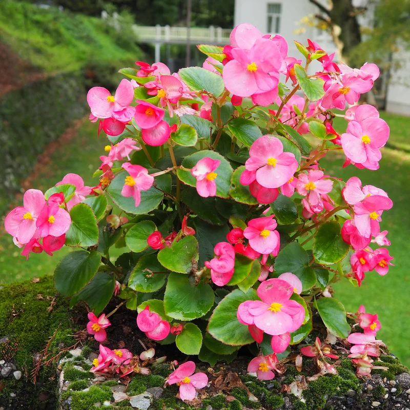 Rosa eisbegonie